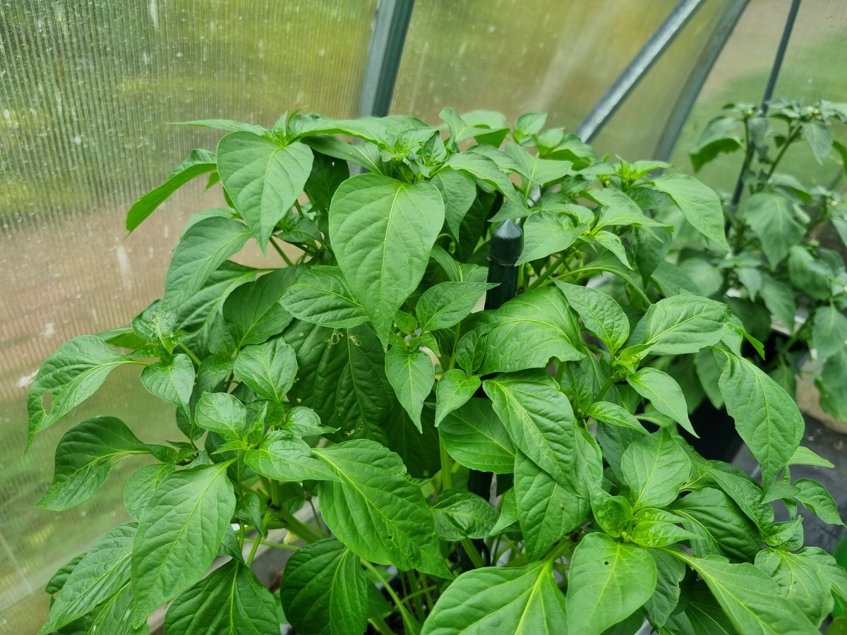 Marie's Annuum 02.07.23