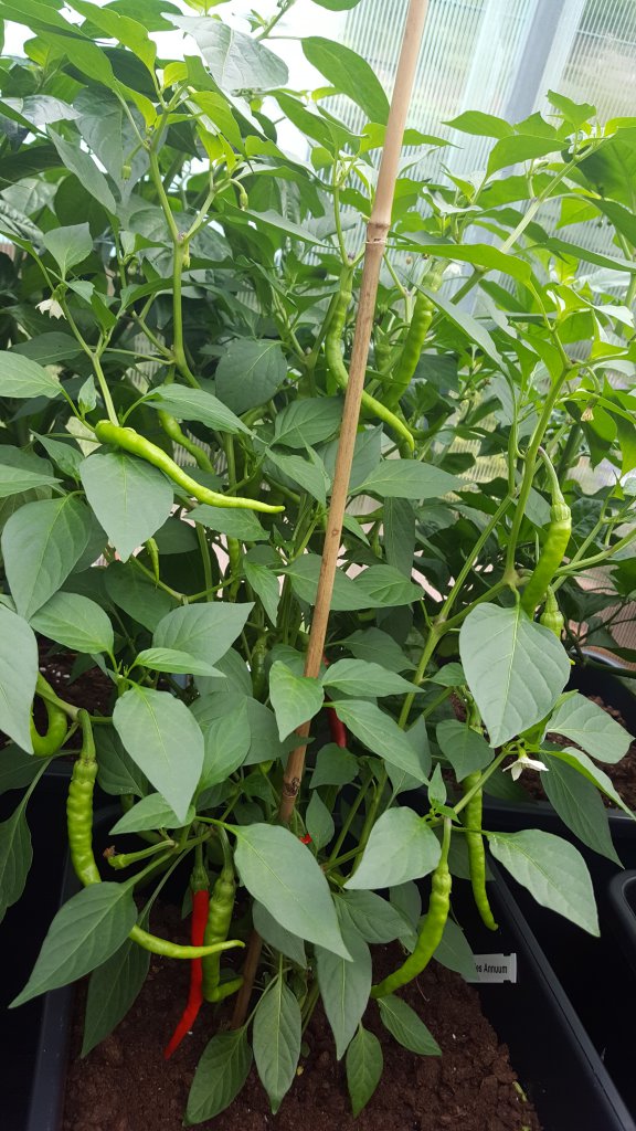 Maries Annuum 03.08.17