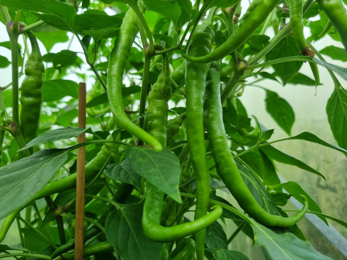Marie's Annuum 22.07.2025