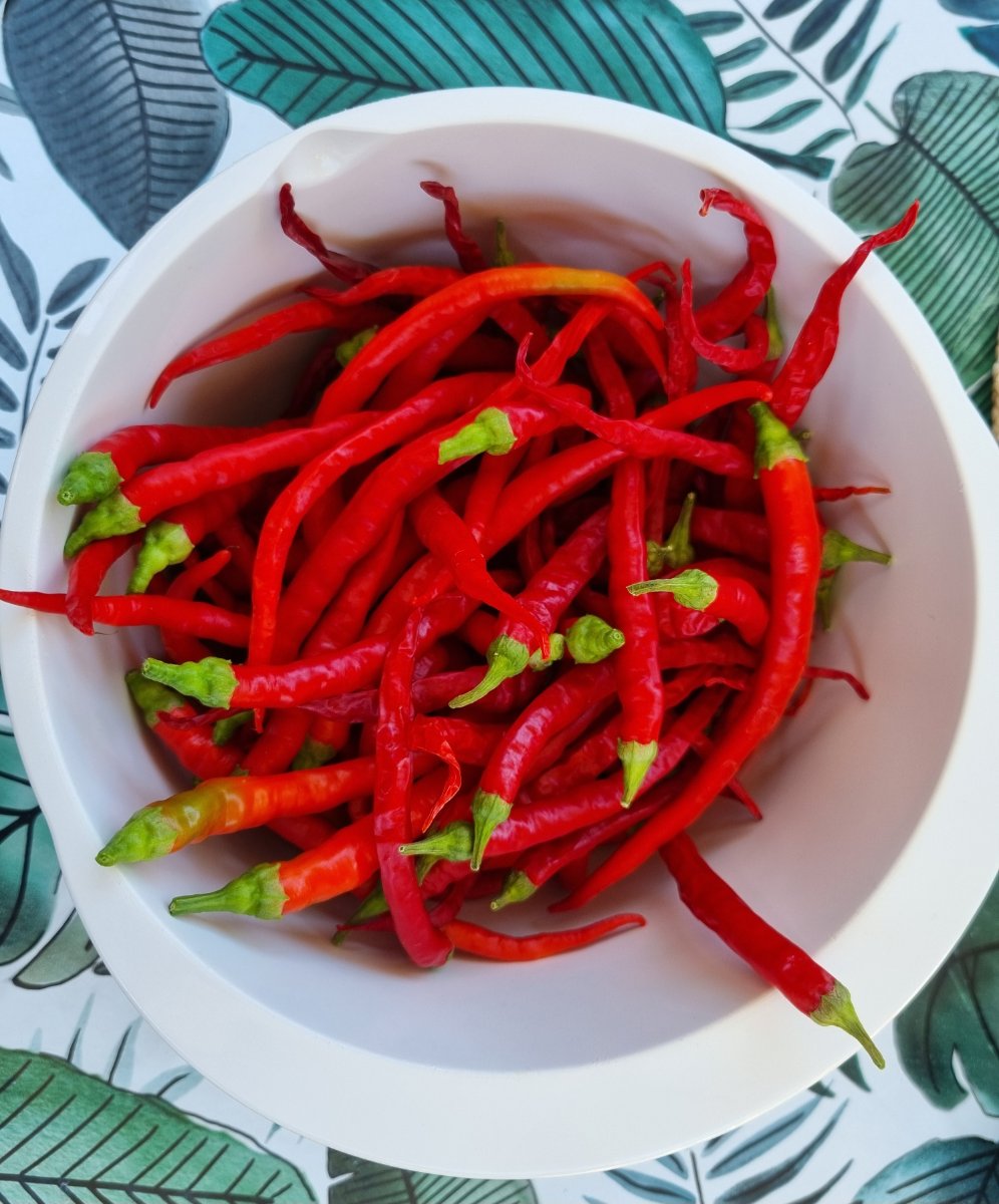 Marie's Annuum 23.08.25