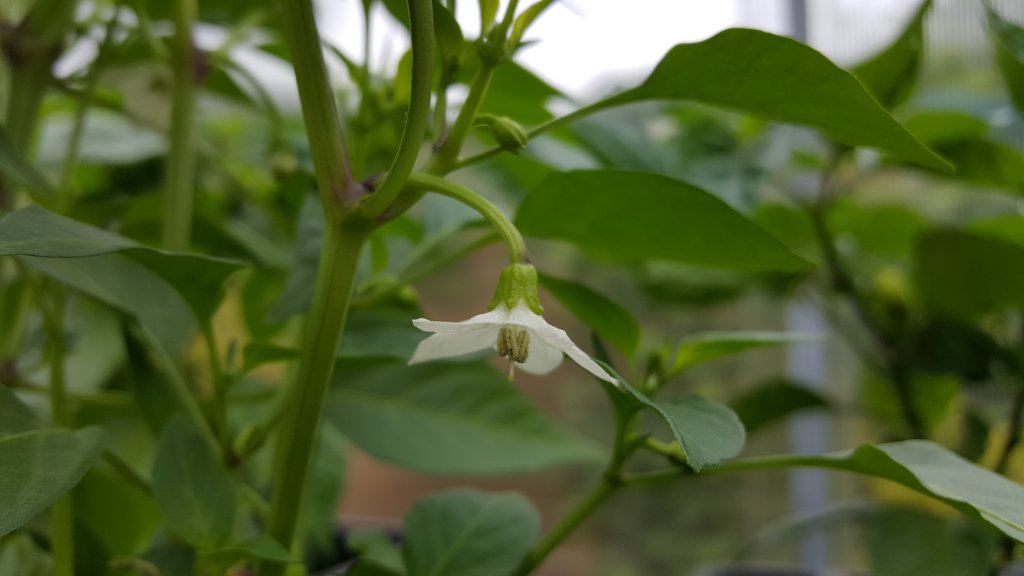 Maries Annuum Blüte