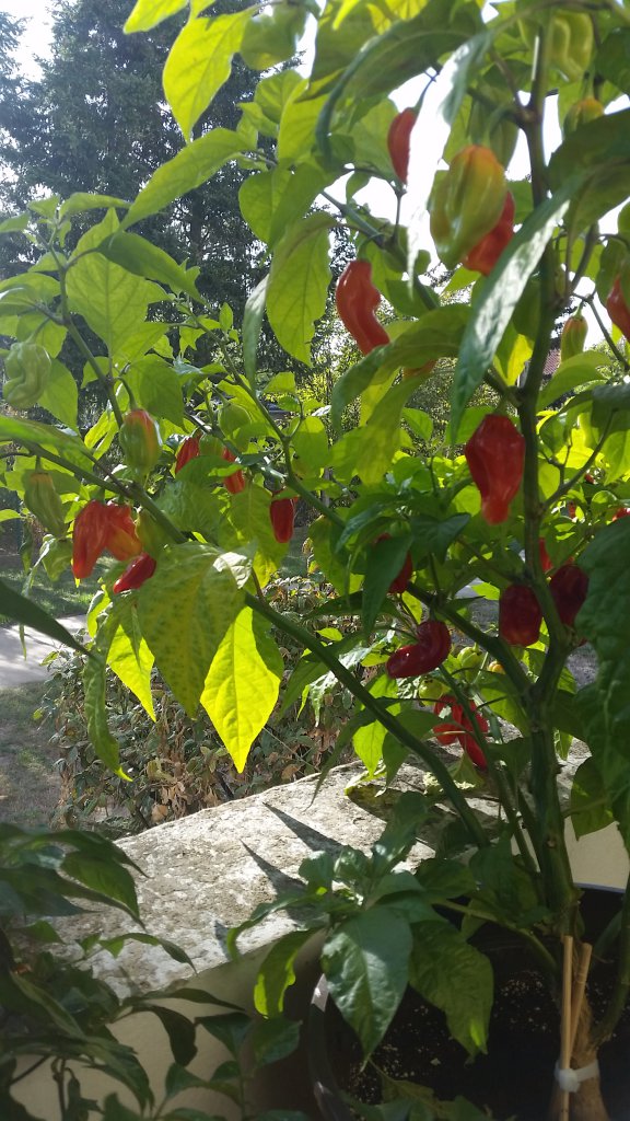 Martinique Habanero