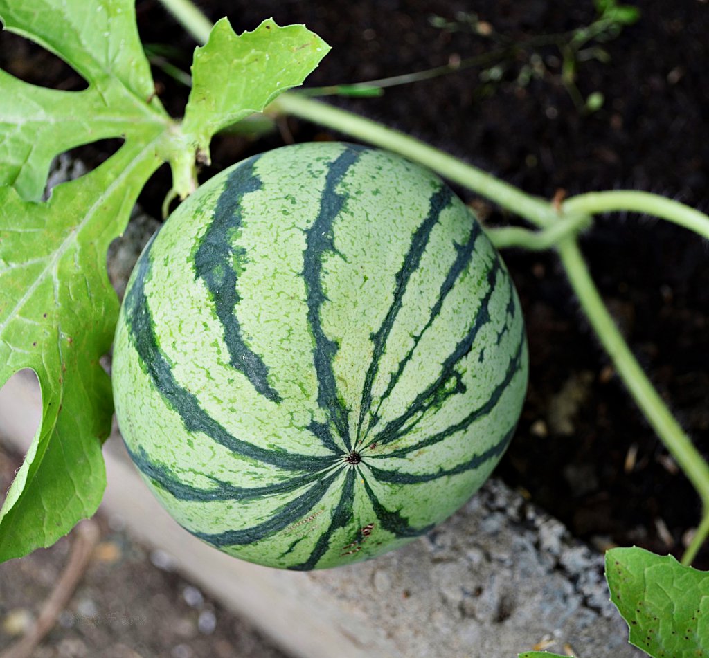 Melone Cream of Saskatchewan