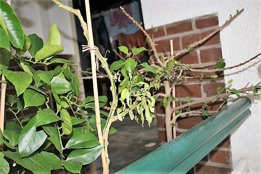 Melonenbirne und Hibiskus