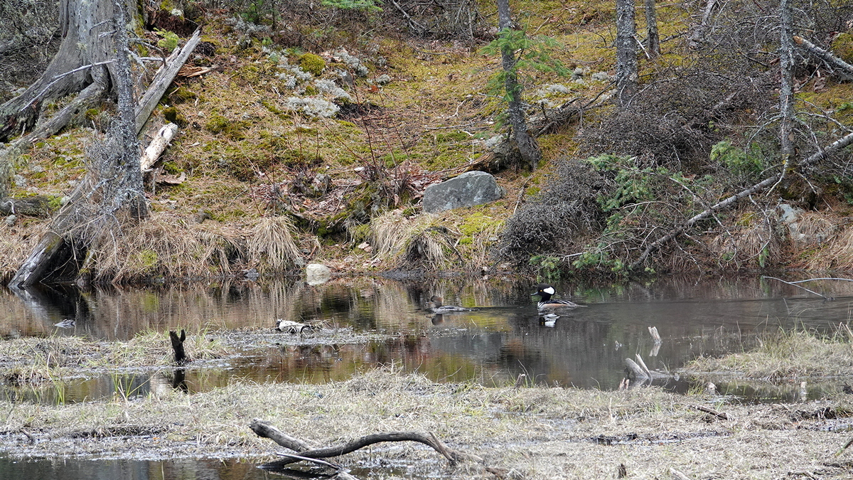 Merganser