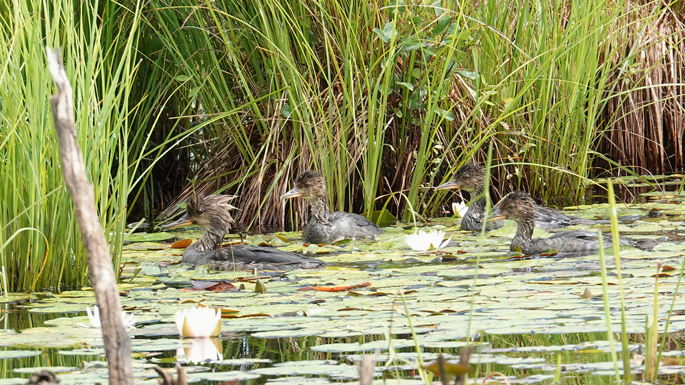 Merganser