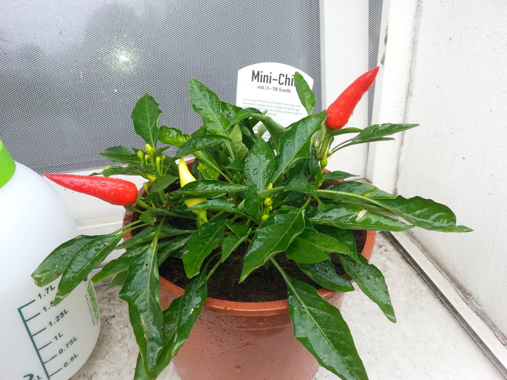 Mini Chili Mild aus Netto