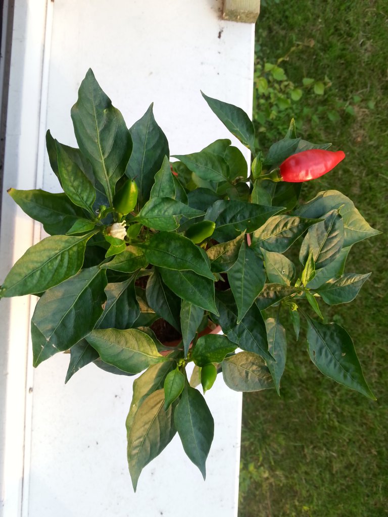 Mini Chili Scharf 1