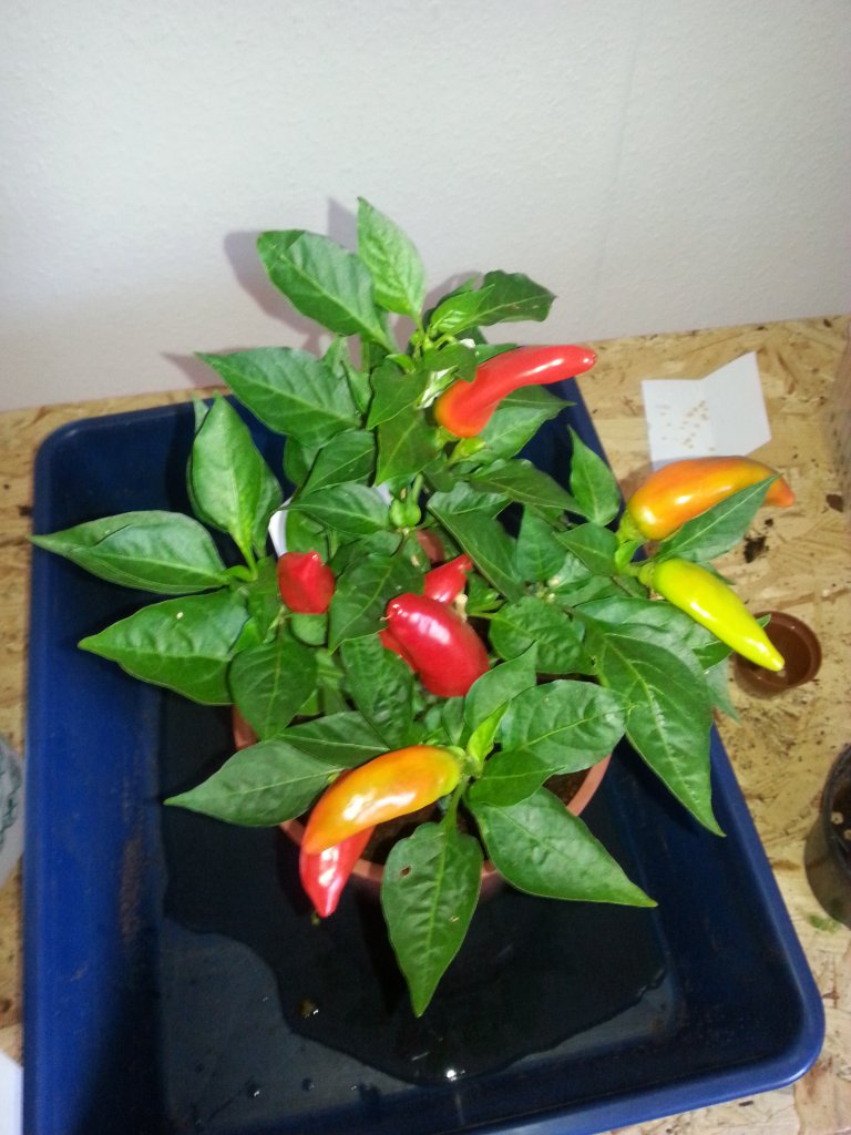 Mini Chili Scharf