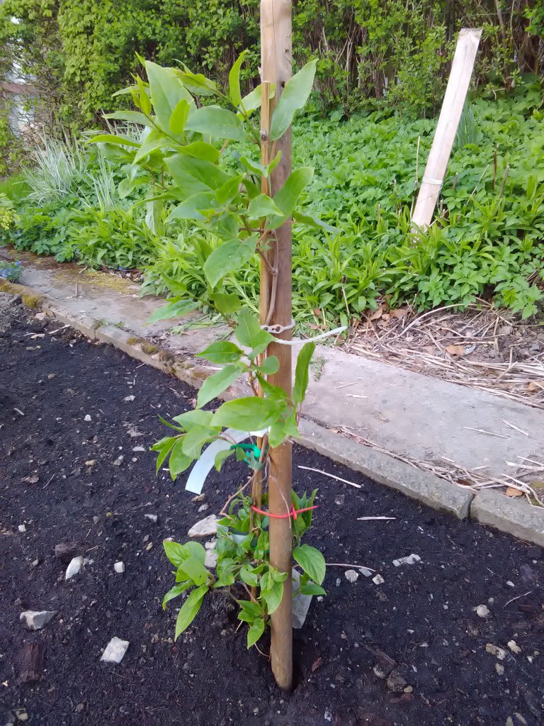 Mini-Kiwi