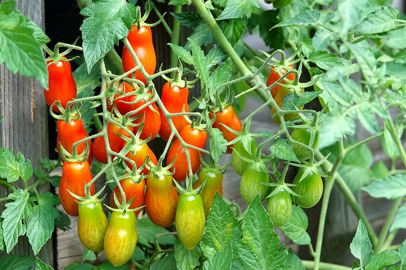 Mini Marzano Tomate