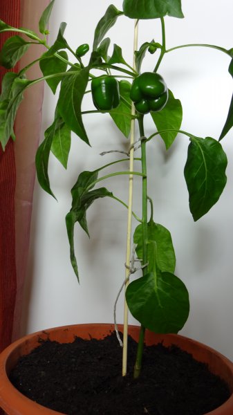 Mini-Paprika