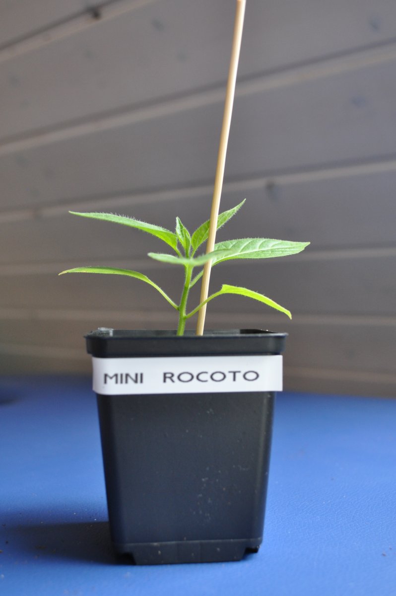 Mini Rocoto 2.jpg