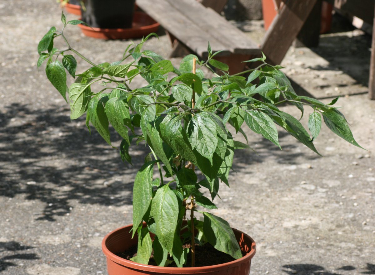 Mini-Rocoto.JPG