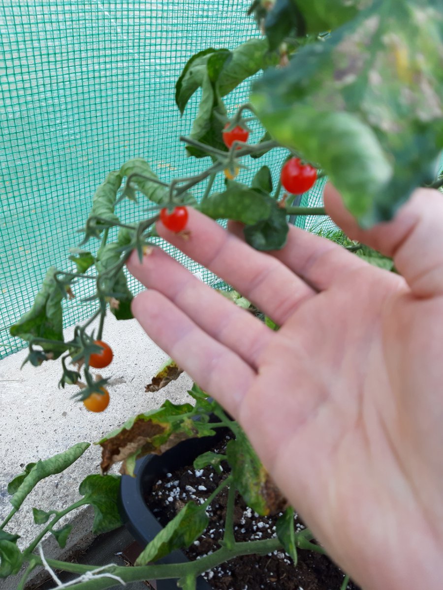 Mini Tomaten 4.8.