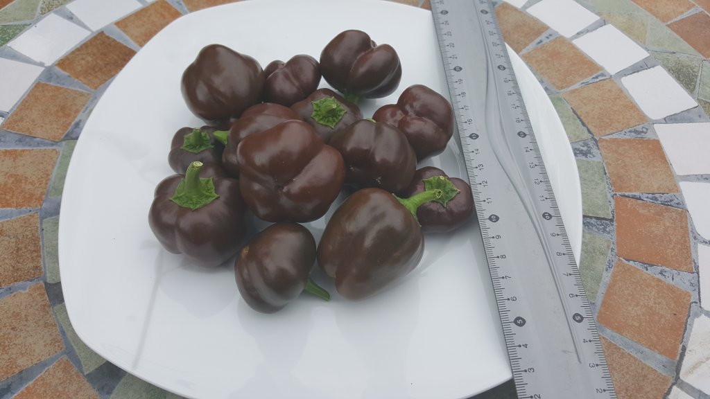 Miniature Chocolate 24.09.17