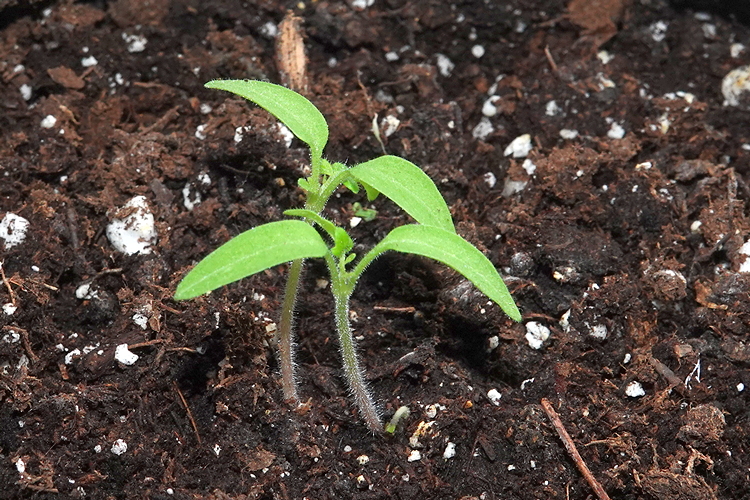 Minibel Tomaten