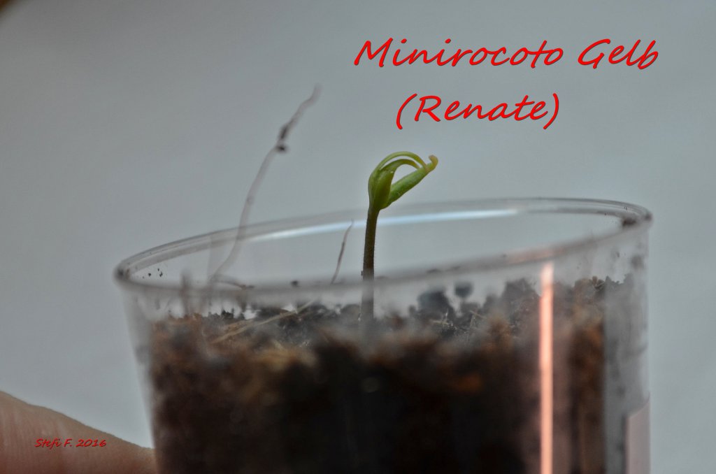 Minirocoto Gelb