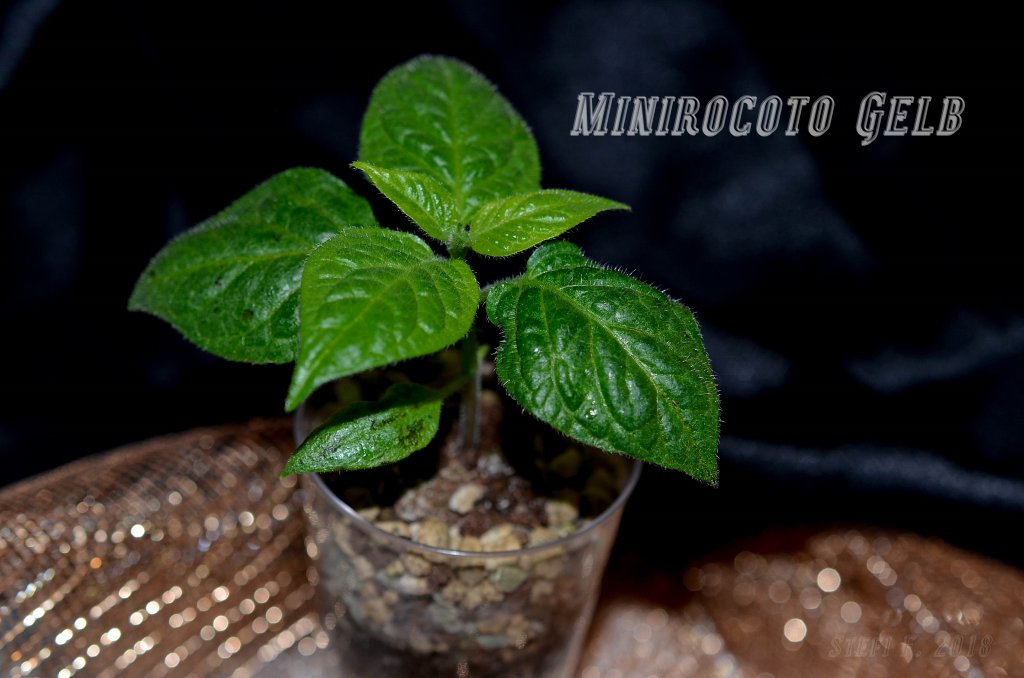 Minirocoto Gelb