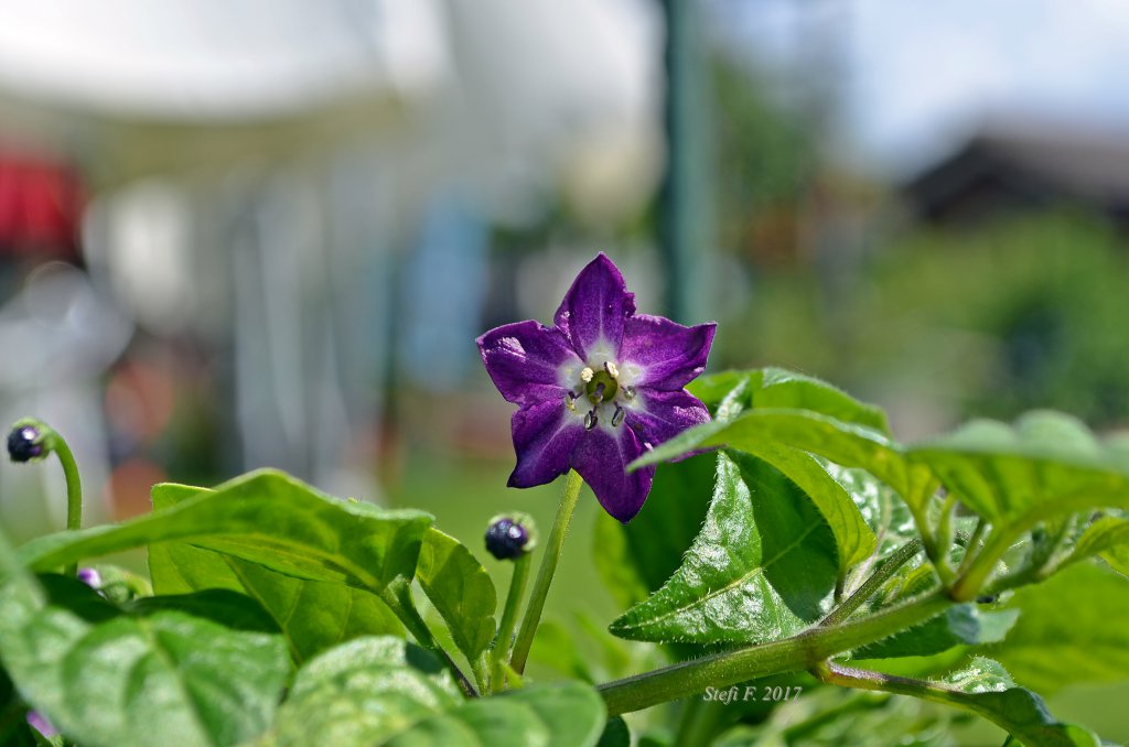 Minirocoto Red, 07.06.