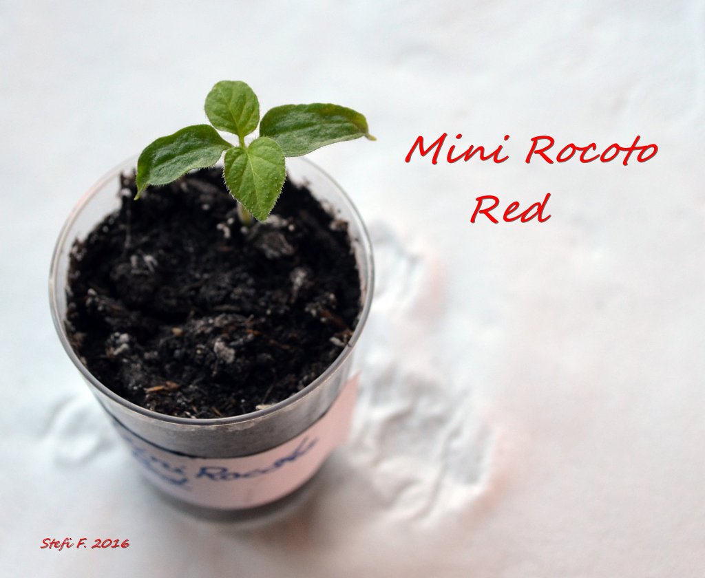 Minirocoto Red