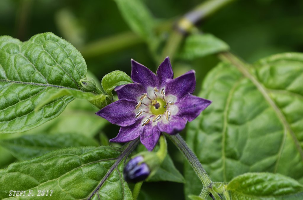 Minirocoto Red