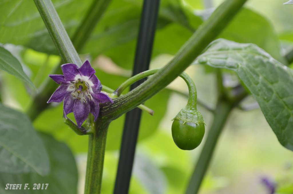 Minirocoto Red