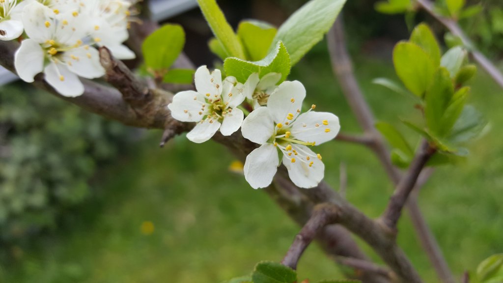 Mirabelle "Nancy"