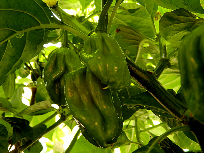 MOA Scotch Bonnet