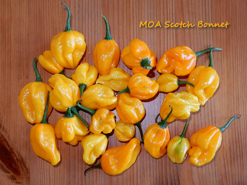 MOA_ScotchBonnet