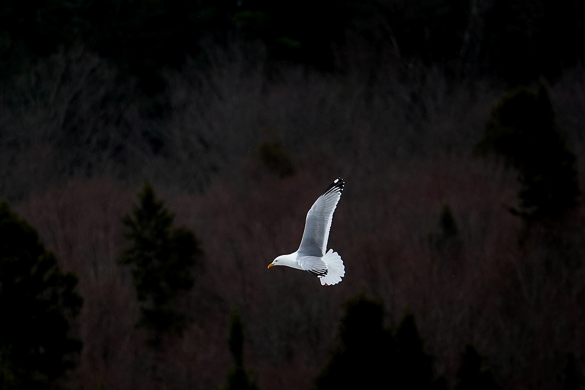 Möwe