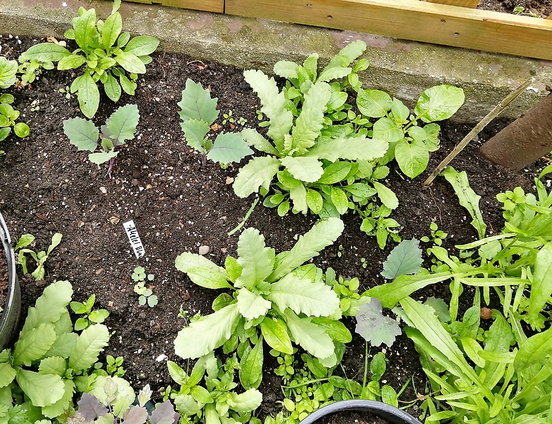 Mohn und blauer Kohlrabi