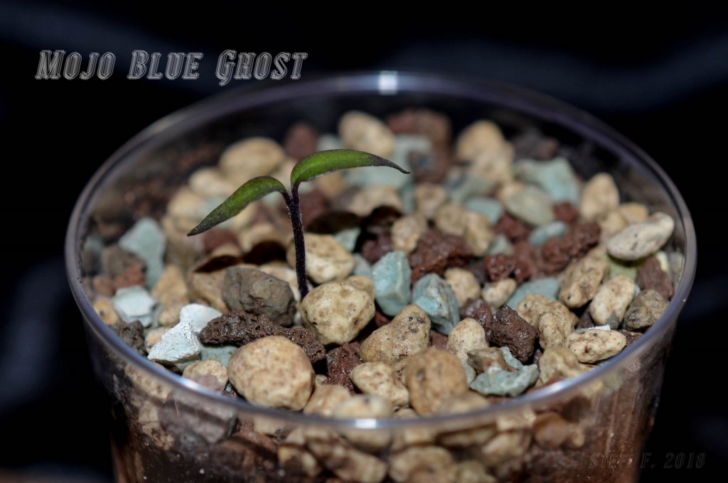 Mojo Blue Ghost