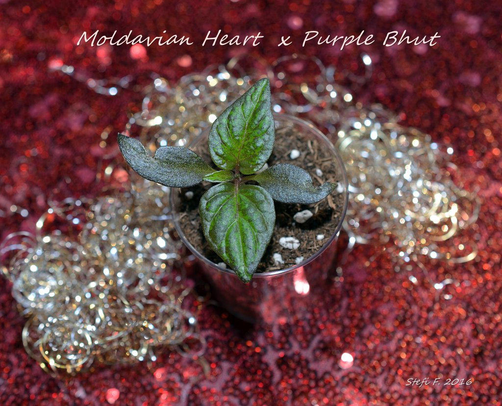 Moldavian Heart X Purple Bhut, 04.12.