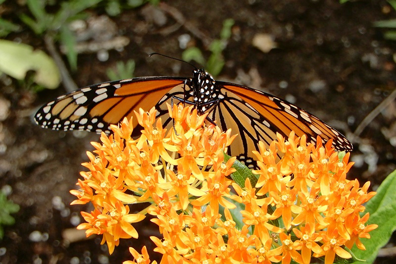 Monarch im Garten