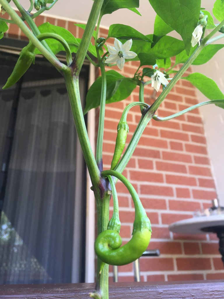 Monkey Face Chili