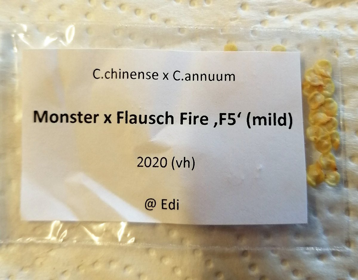 Monster x Flausch Fire F5 mild