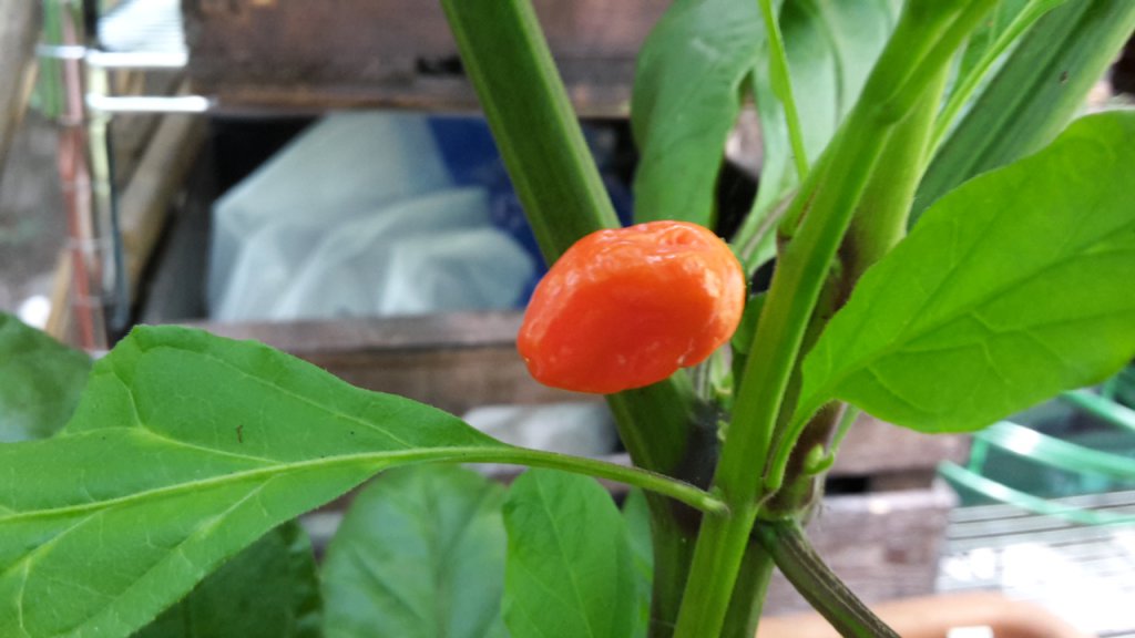 Moruga Scorpion X Jigsaw Beere Reift