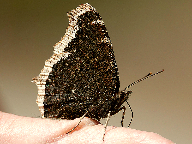 Mourning Cloak / Trauermantel