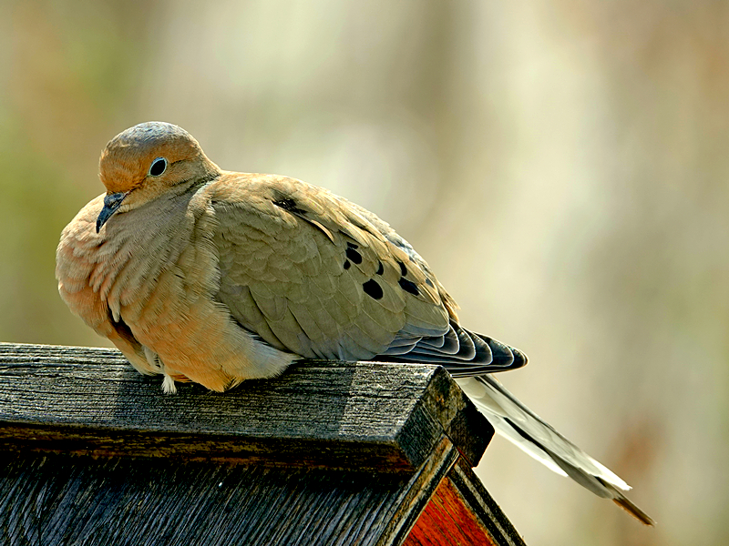 Mourning Dove / Trauertaube