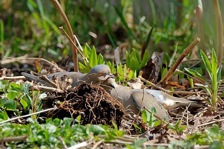 Mourning Dove