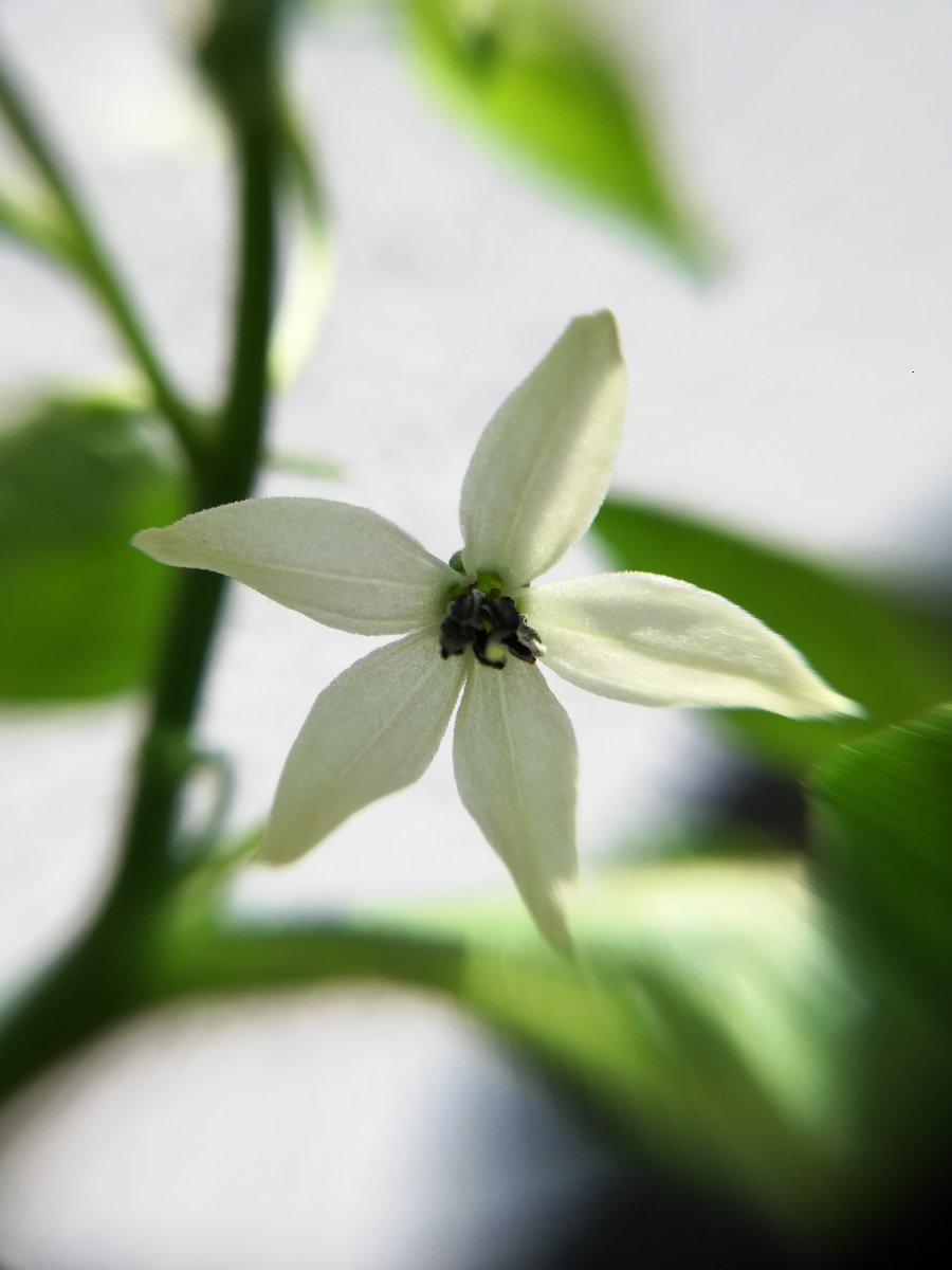 Murupi Blüte (3).jpg