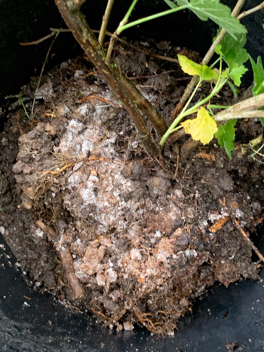 Mykorrhiza?