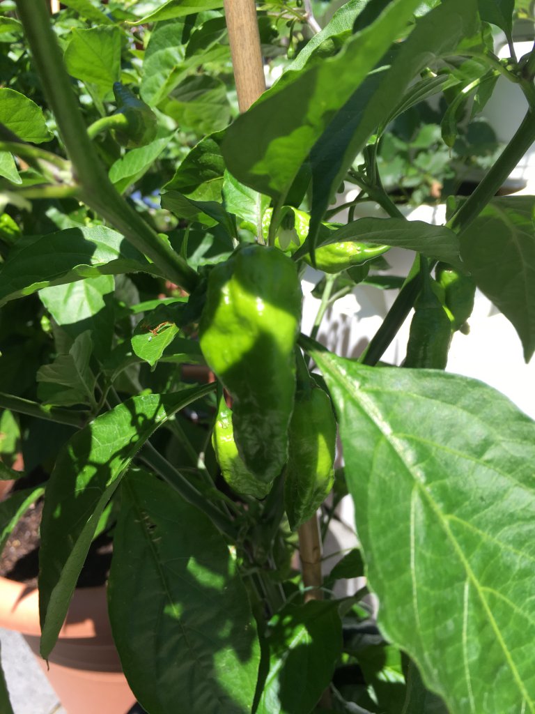 Naga Bhut Jolokia