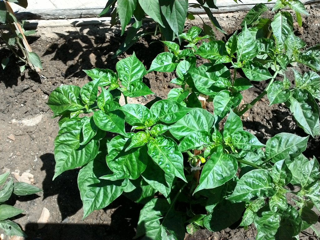 Naga Bhut Jolokia