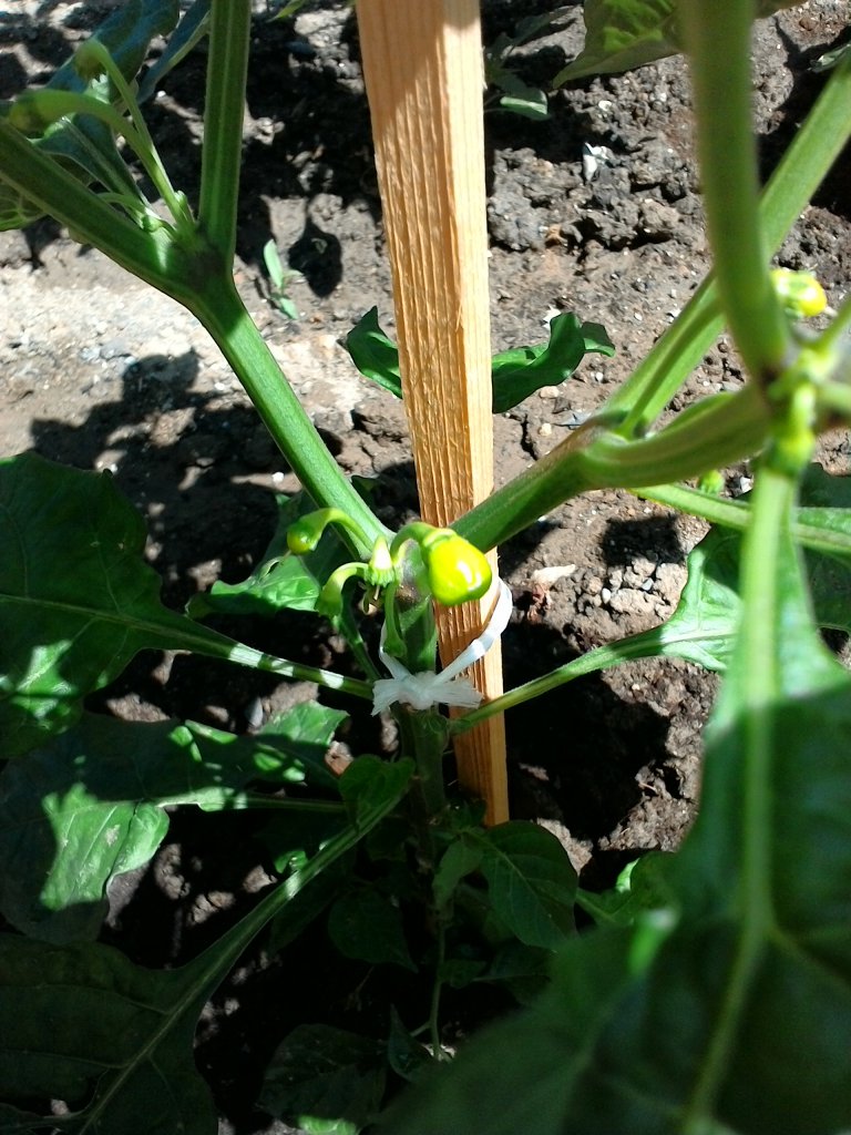 Naga Bhut Jolokia