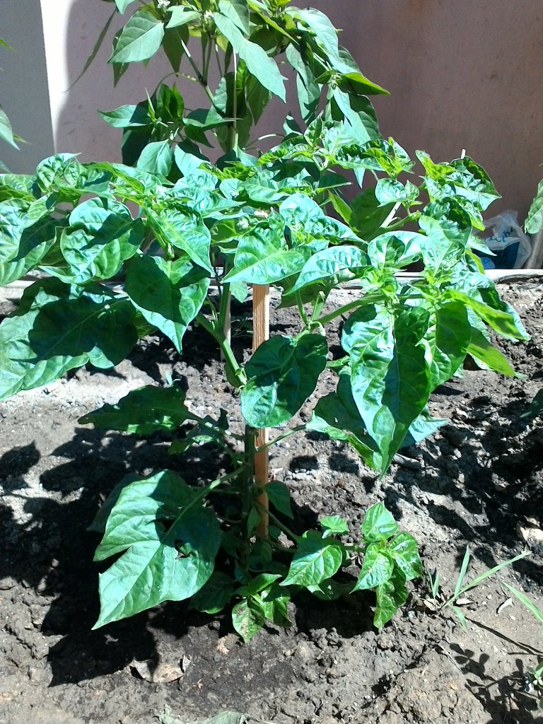 Naga Bhut Jolokia