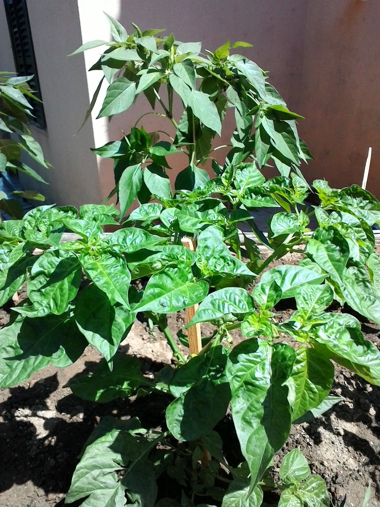 Naga Bhut Jolokia