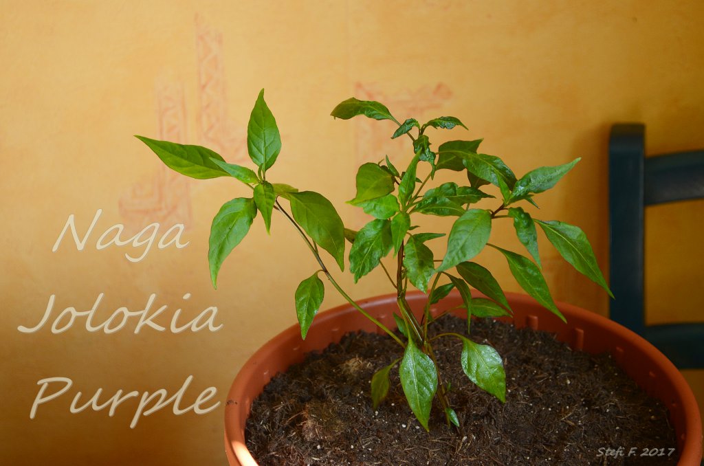 Naga Jolokia Purple, 09.04.