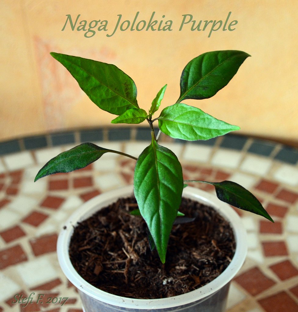 Naga Jolokia Purple, 17.02.